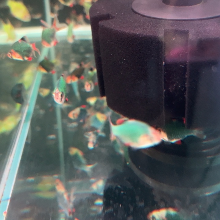 虎皮鱼复古绿变色5