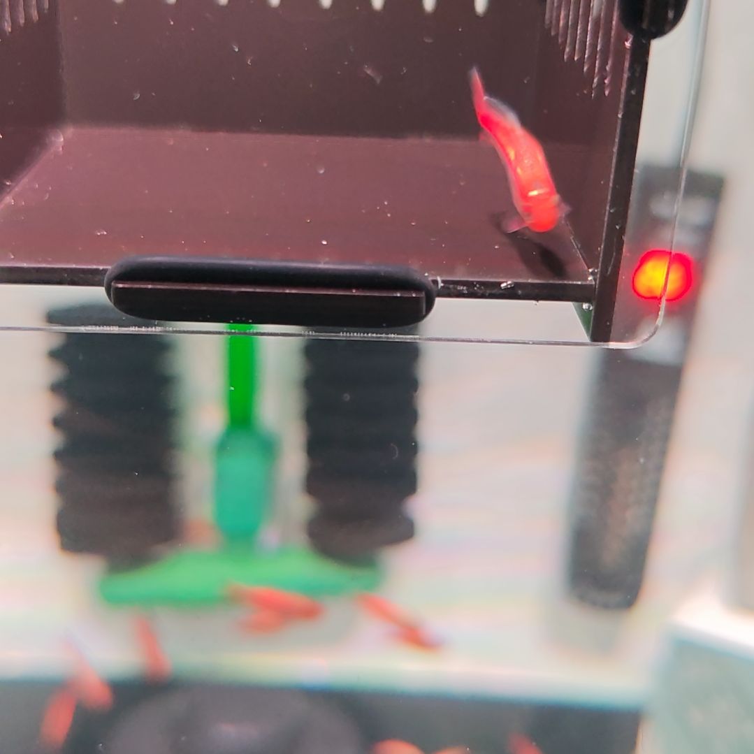 灯科鱼白金红HY（带黑点）