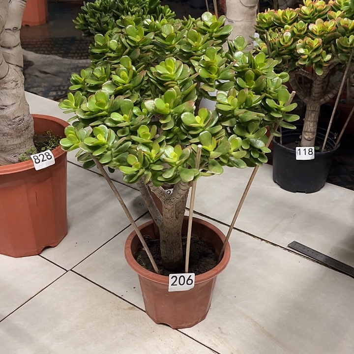 姬红花月独杆老桩