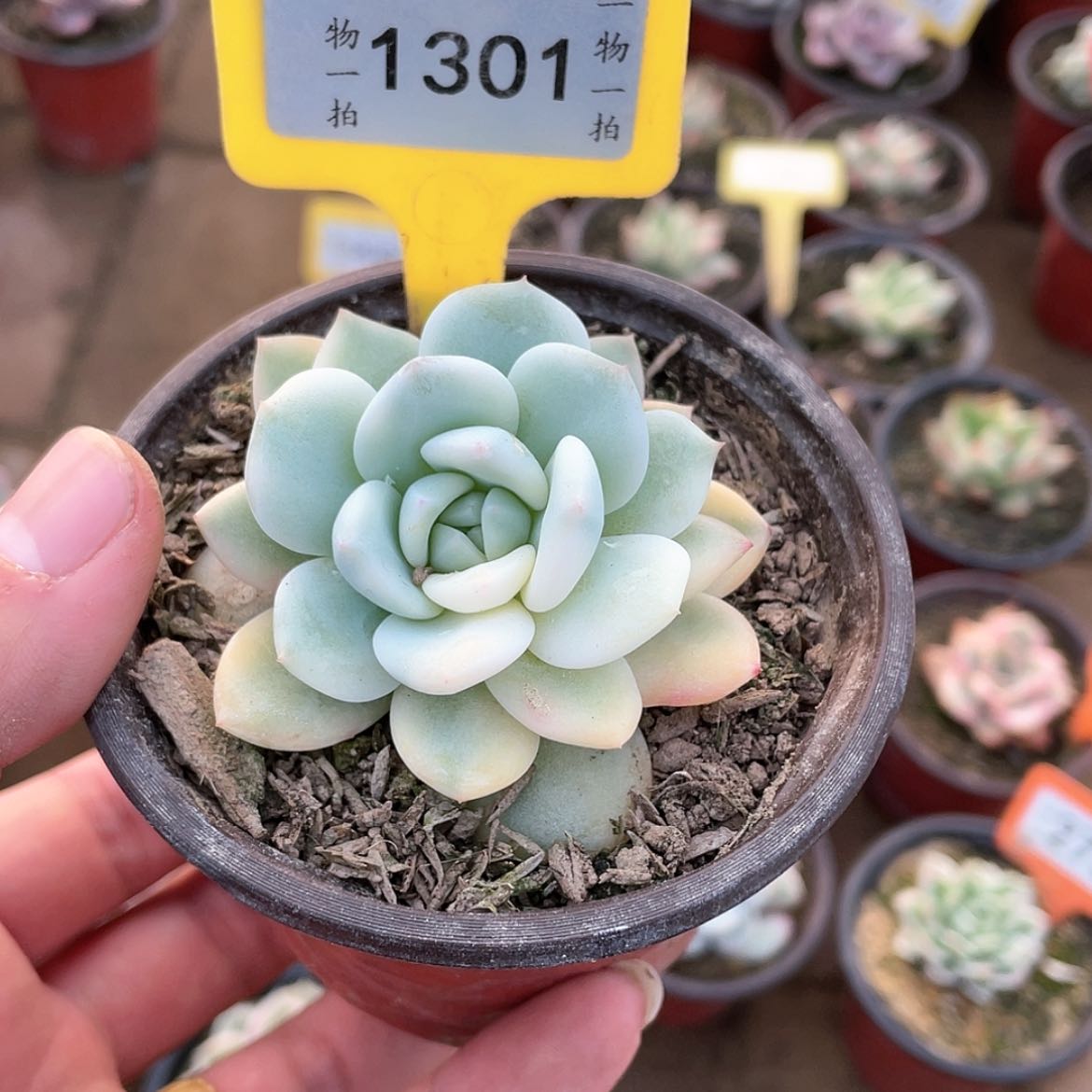 【闪购商品】1301号