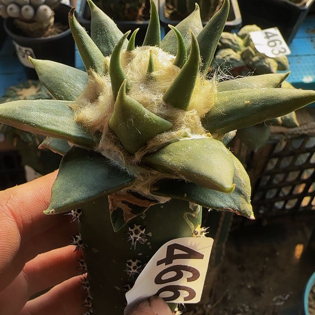 龙牙466仙人球开花