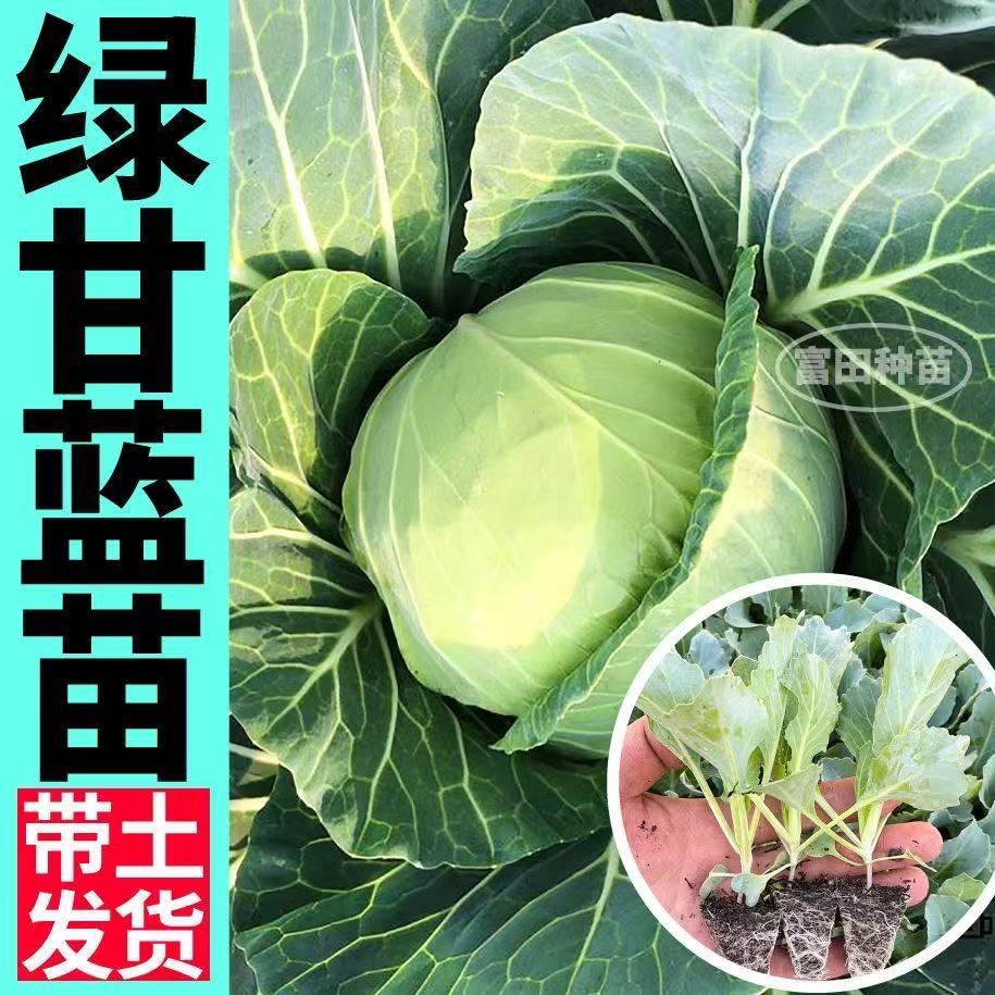 山东脆嫩绿甘蓝苗秧包菜苗卷心菜铁头菜苗带土球耐寒耐热四季高产