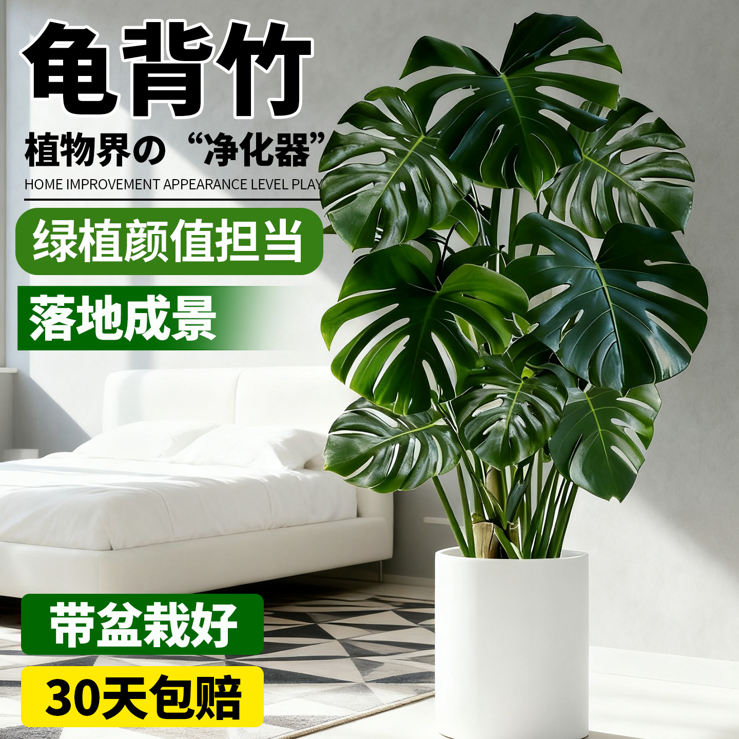 龟背竹绿植盆栽老桩净化空气除甲醛阳台客厅室内外好养活观叶植物