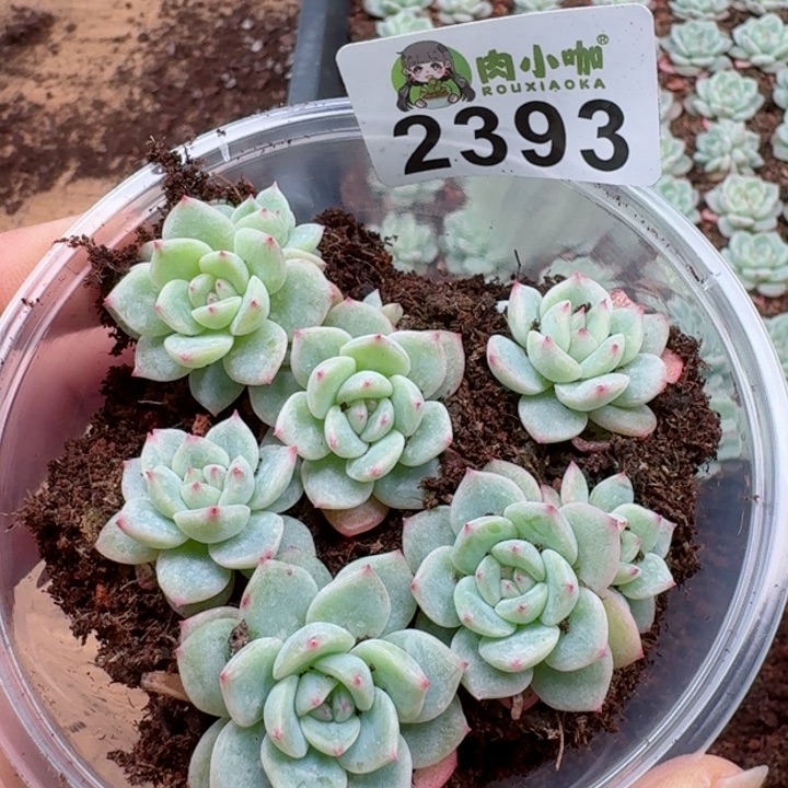 多肉植物多肉植物