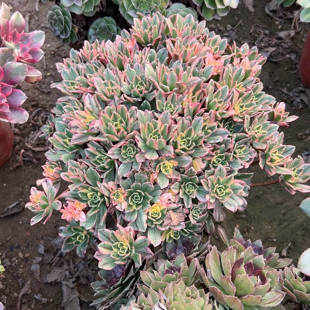 多肉植物天赐老庄