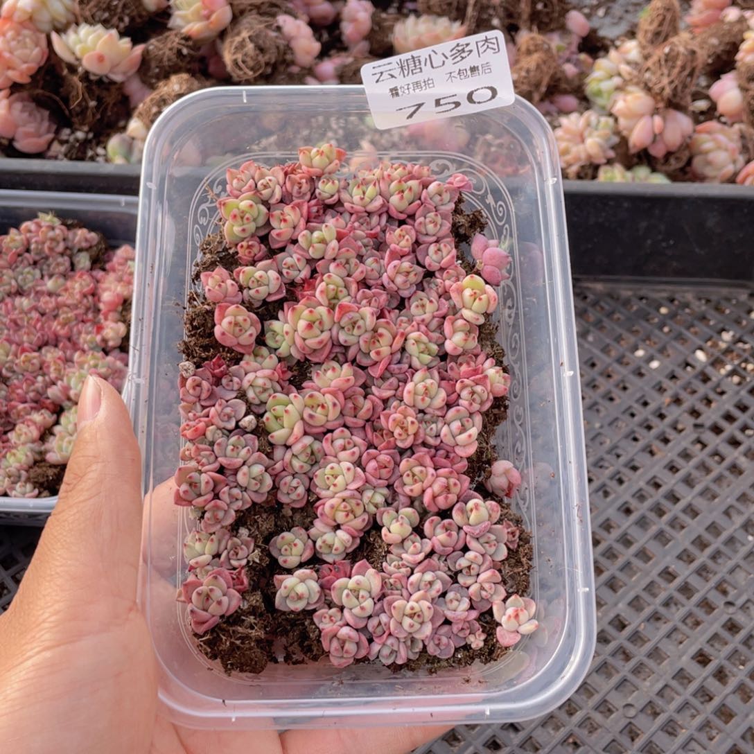 云糖心多肉植物750