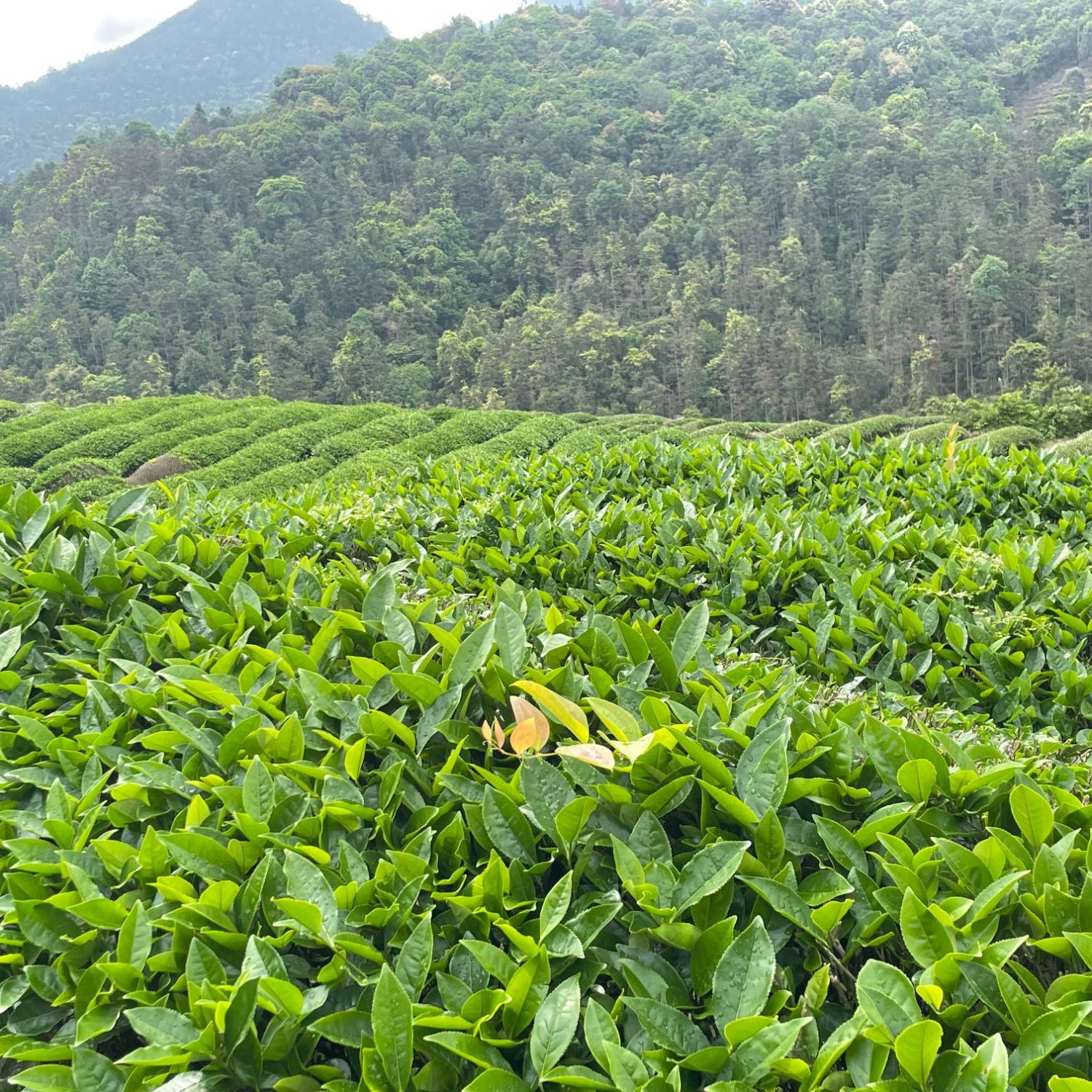 【代拍链接9】武夷岩茶