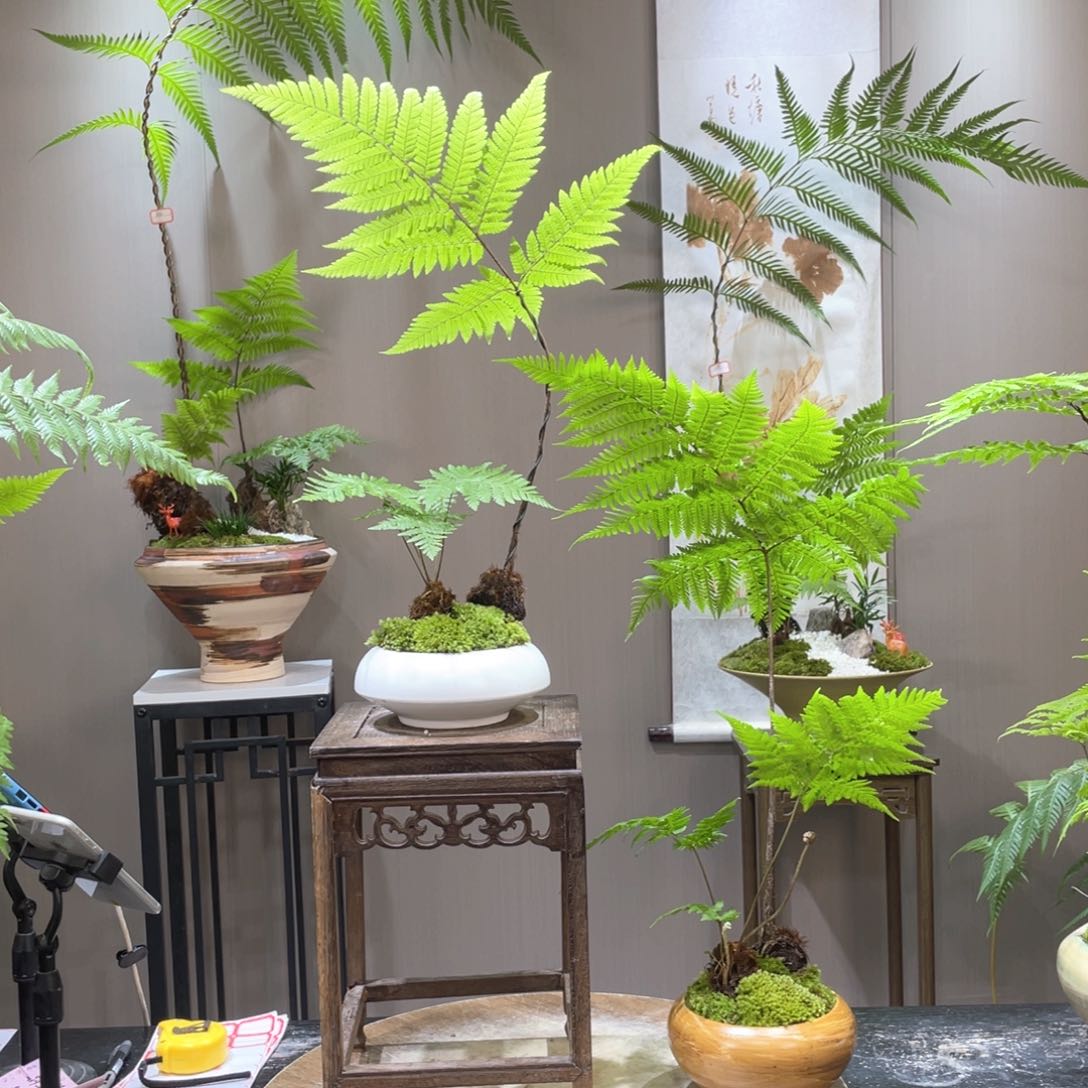 格**入蕨类植物一组自拍