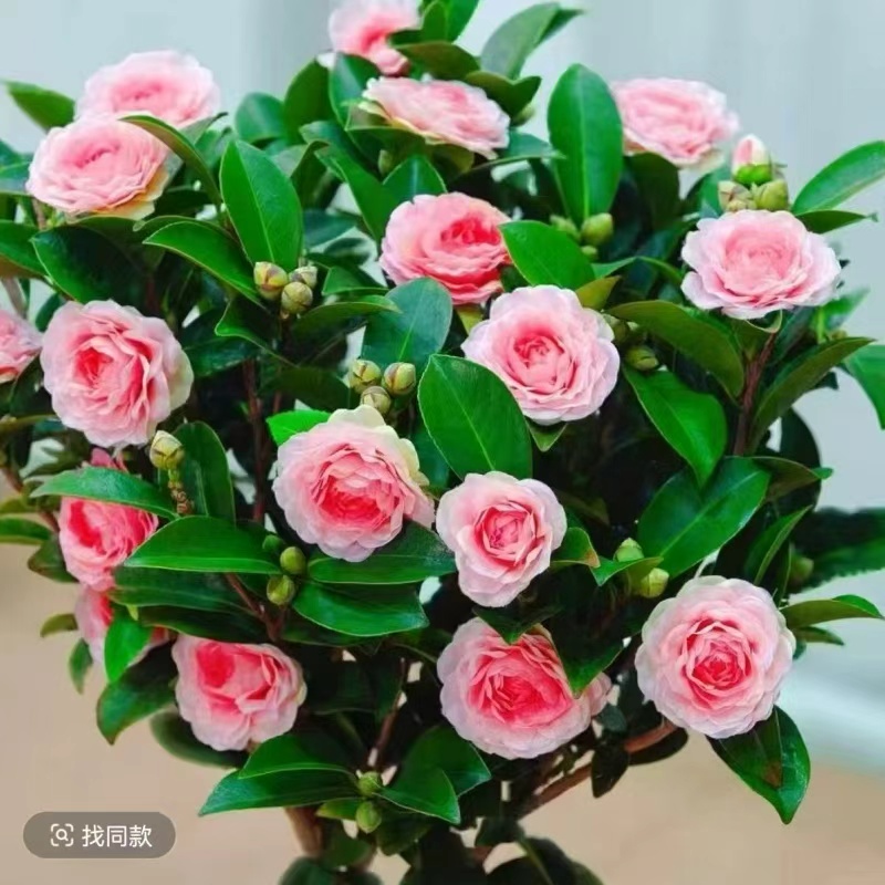 【带花苞】浓香型香妃山茶花盆栽室内外好养四季可养耐寒耐热