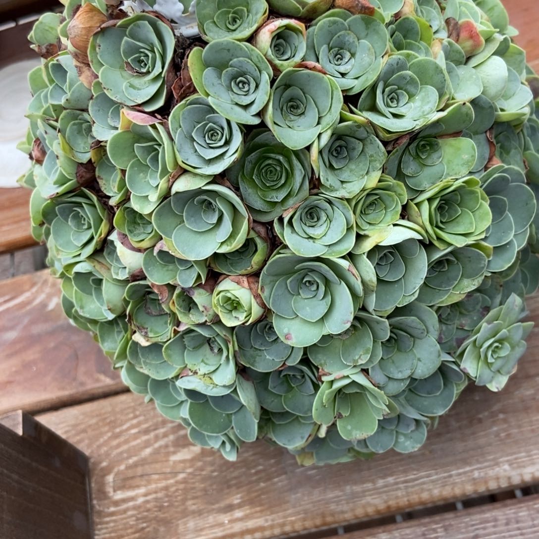 山地玫瑰200颗好看的