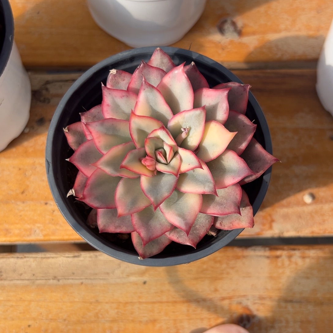 多肉单头月光女神锦【非偏远满18包邮】