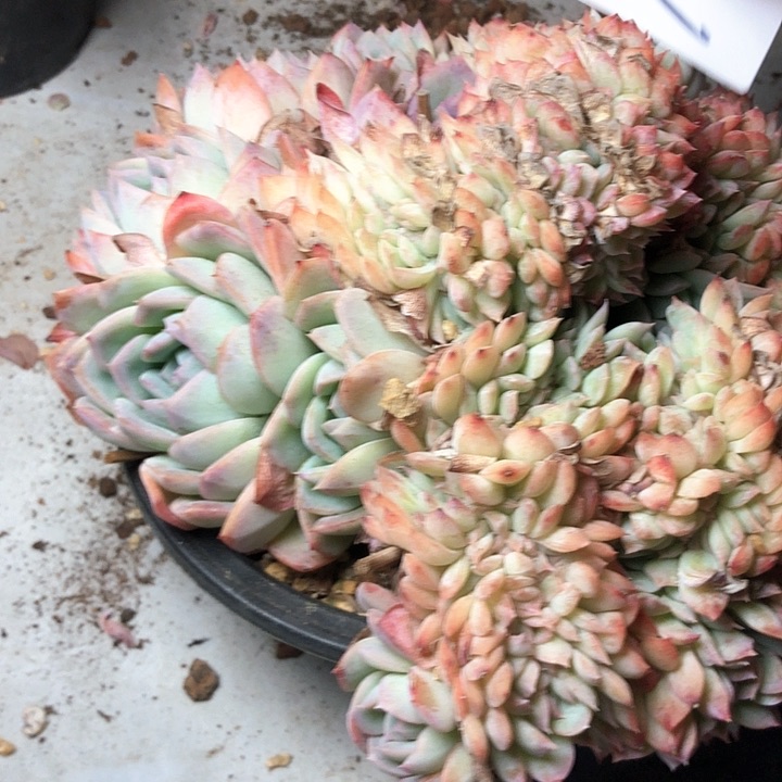 姜****4129///////////////