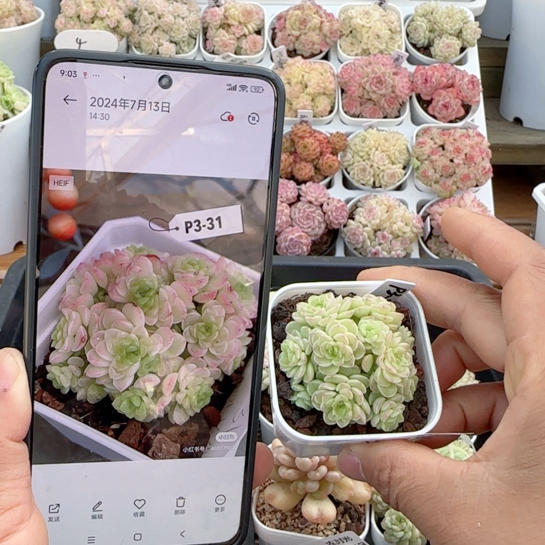 【闪购商品】0124-17（p3-31）