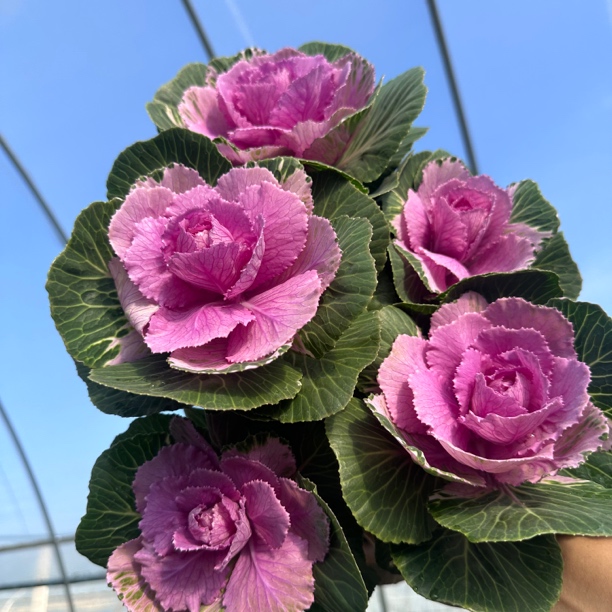 鲁西露多头玫瑰羽衣甘蓝多年生盆栽庭院花卉耐寒耐晒多年生易养好