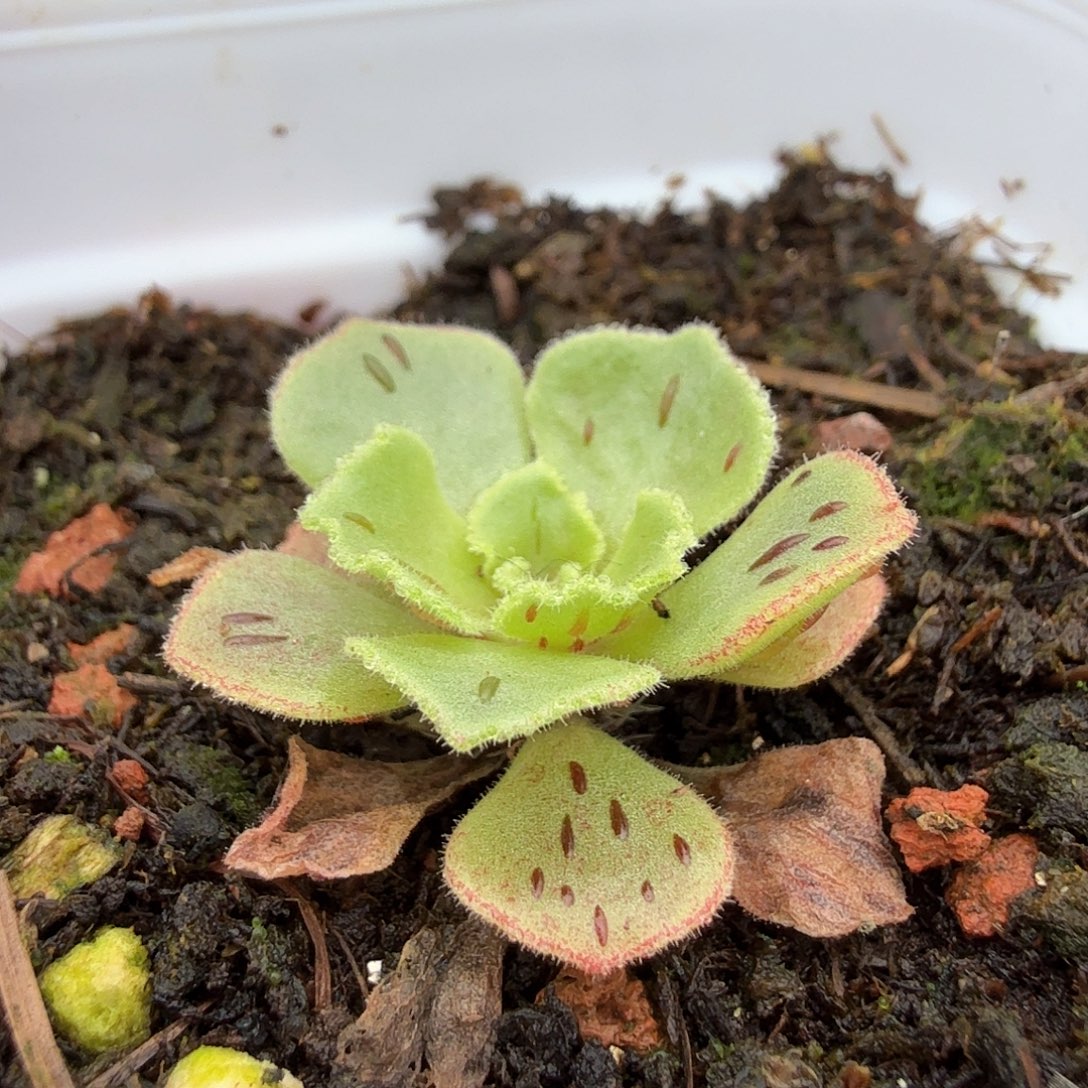 山地玫瑰。 165。    