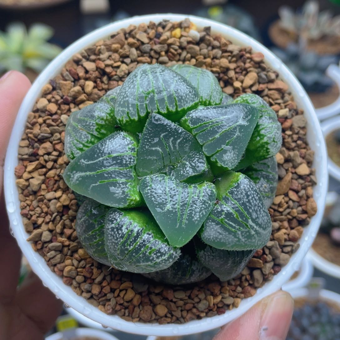 云遮月十二卷多肉