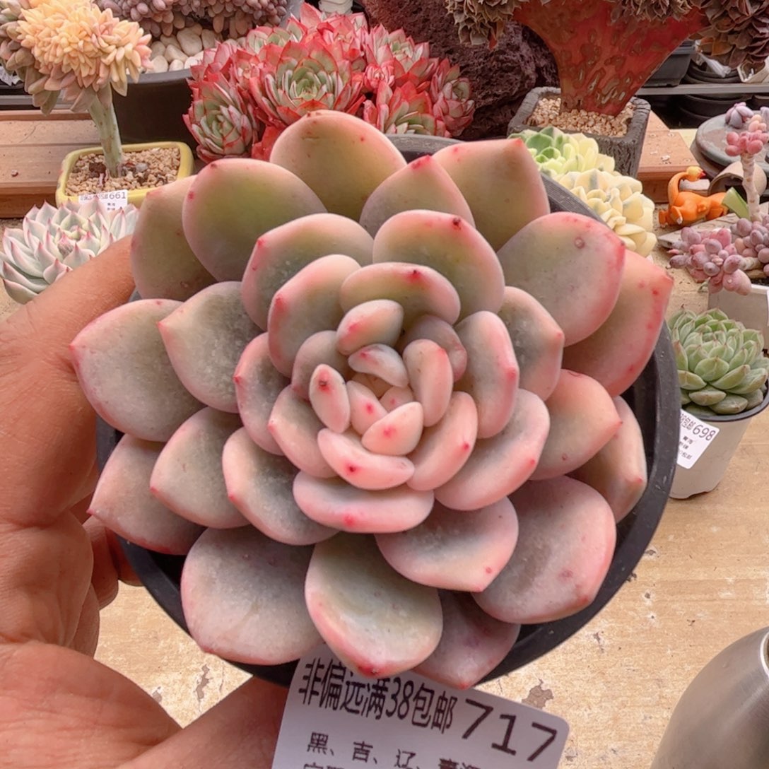 717橙子锦德华多肉