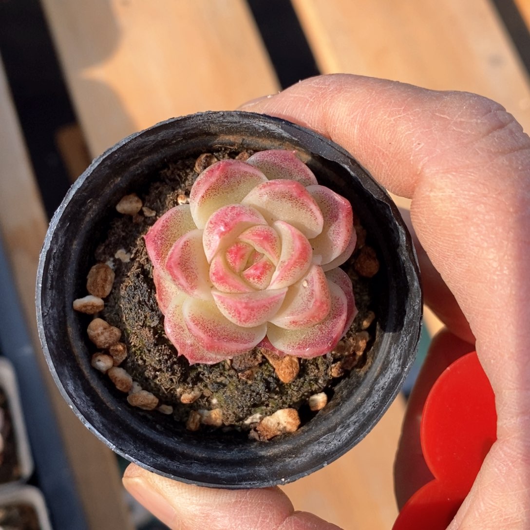 精品多肉一物一拍不包整28