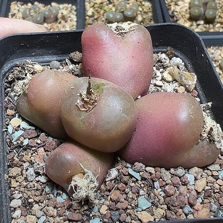 688号毛汗尼多肉植物