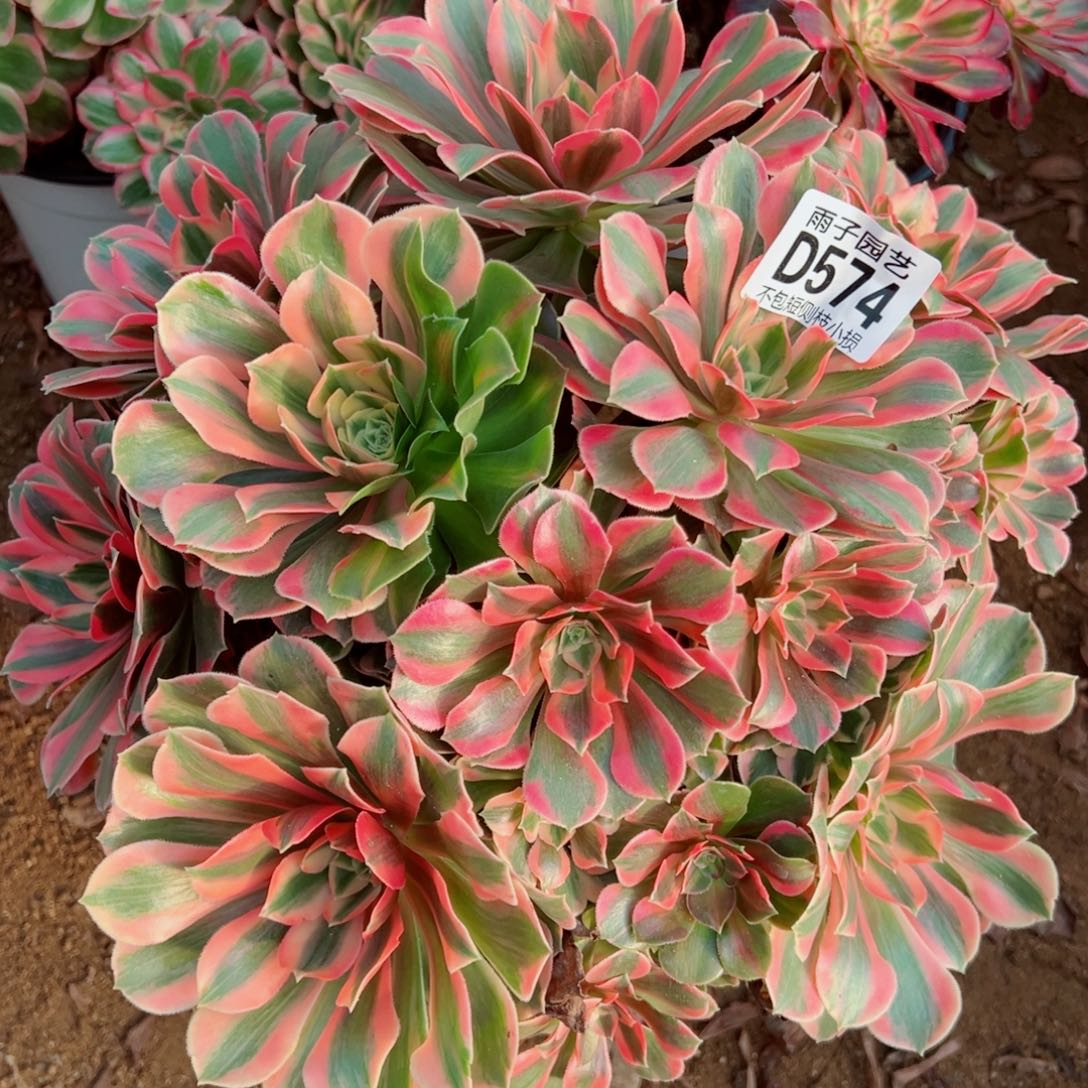 574女妖雨子多肉植物