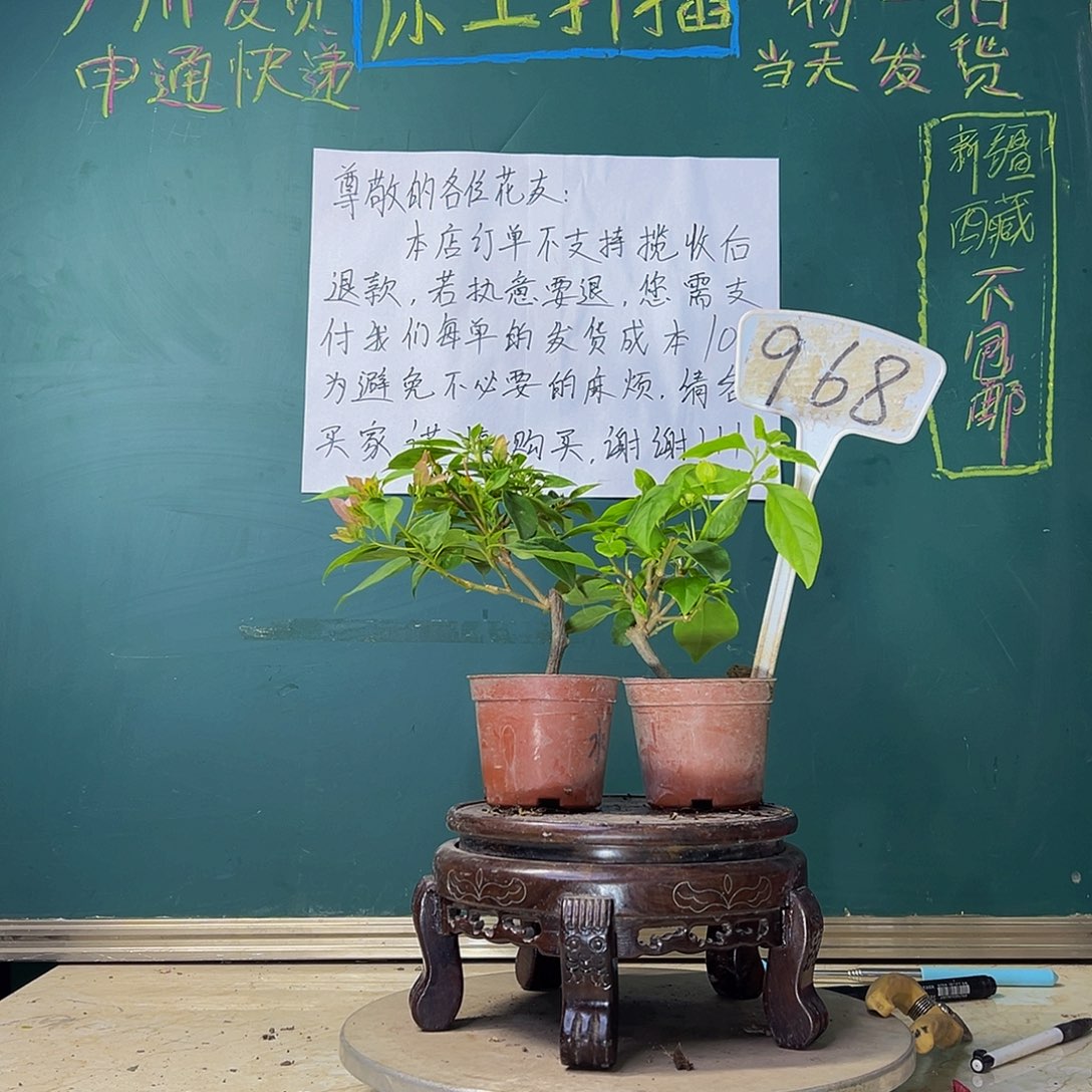 当前无花栽培后可以开花暗斑水晶掌中宝 口红掌中宝 968
