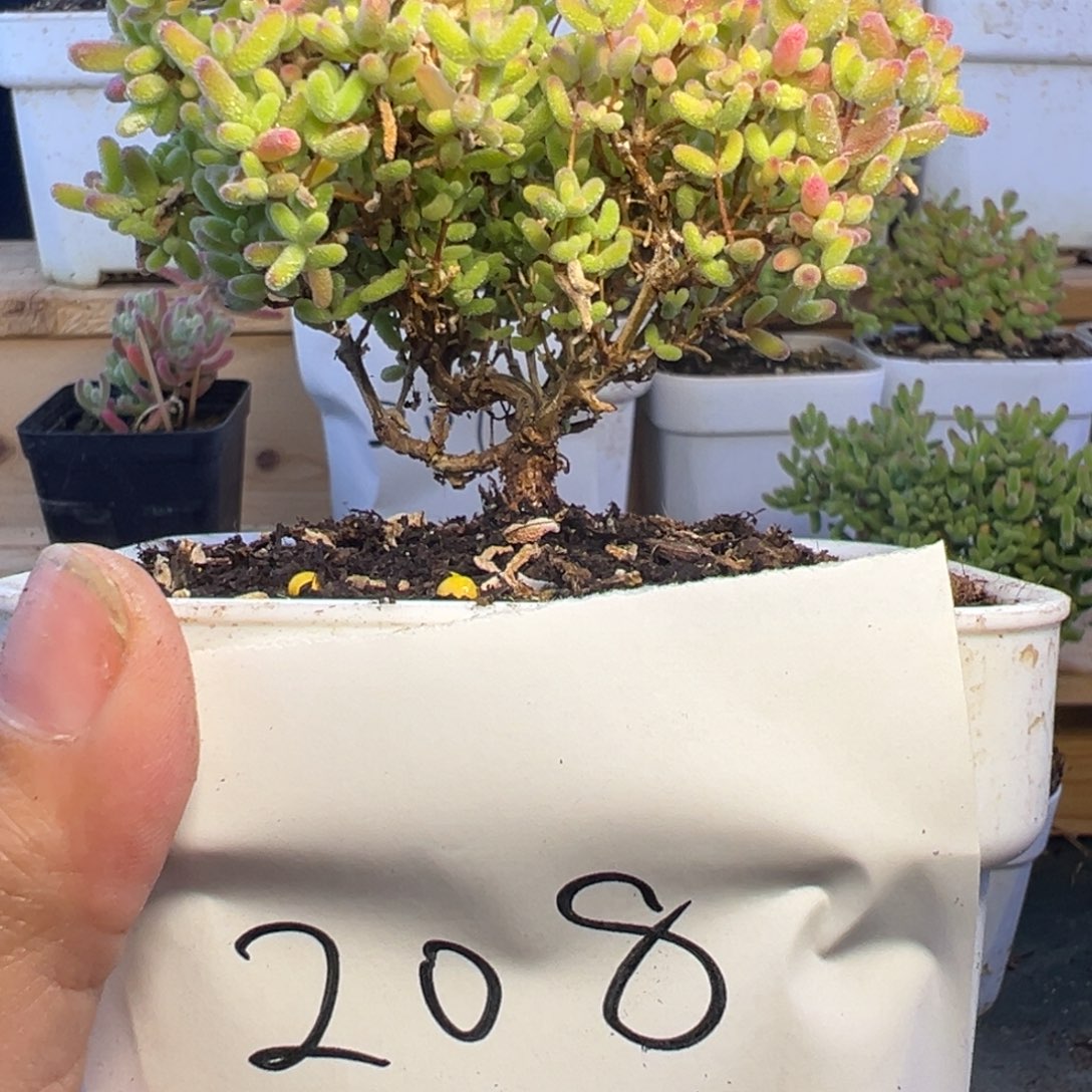 10厘米蜜橘拍下有惊喜