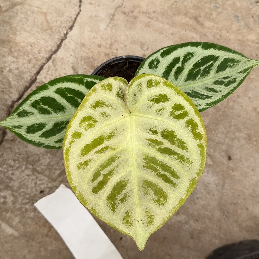 不开花植物一物一拍P80