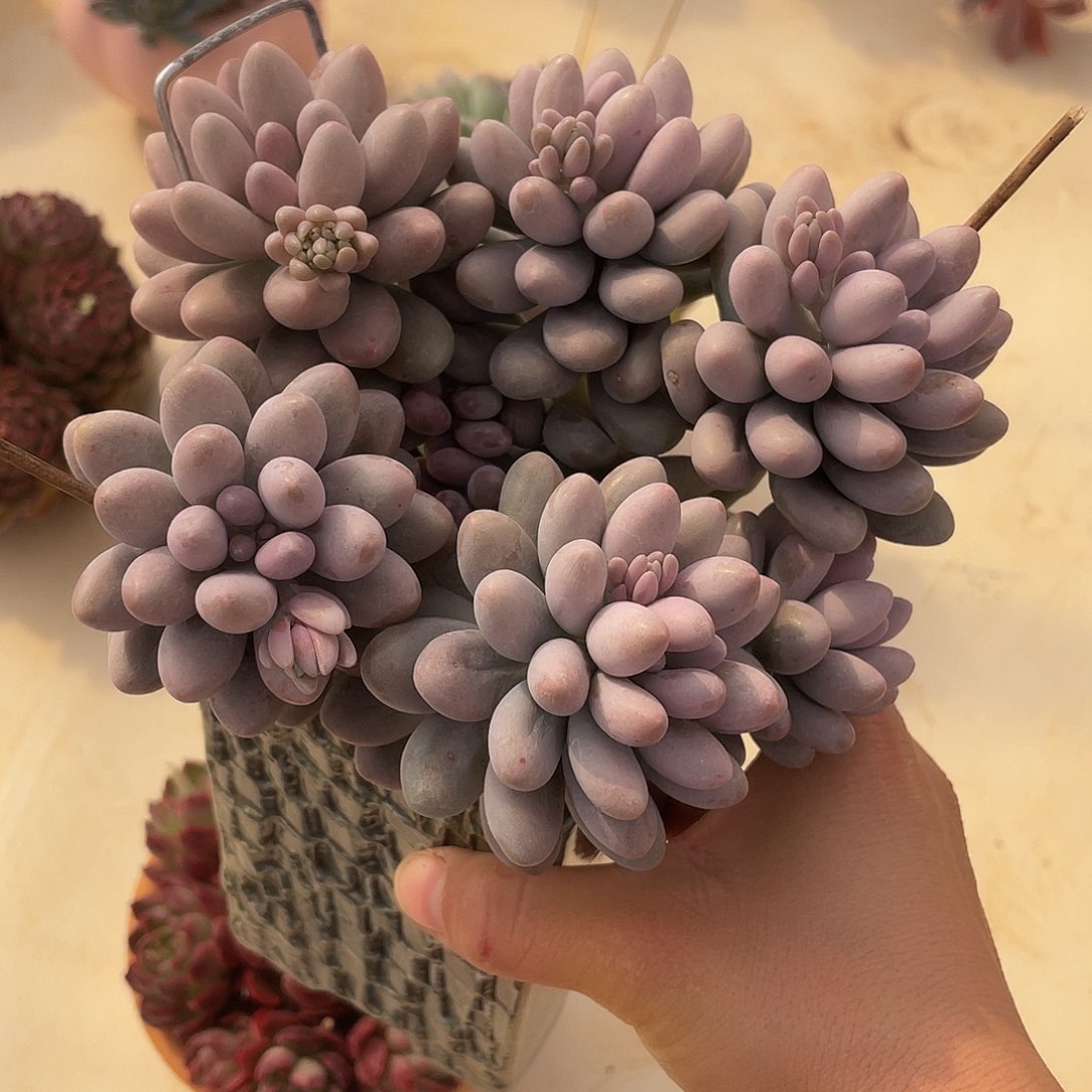 042 多肉多肉多肉