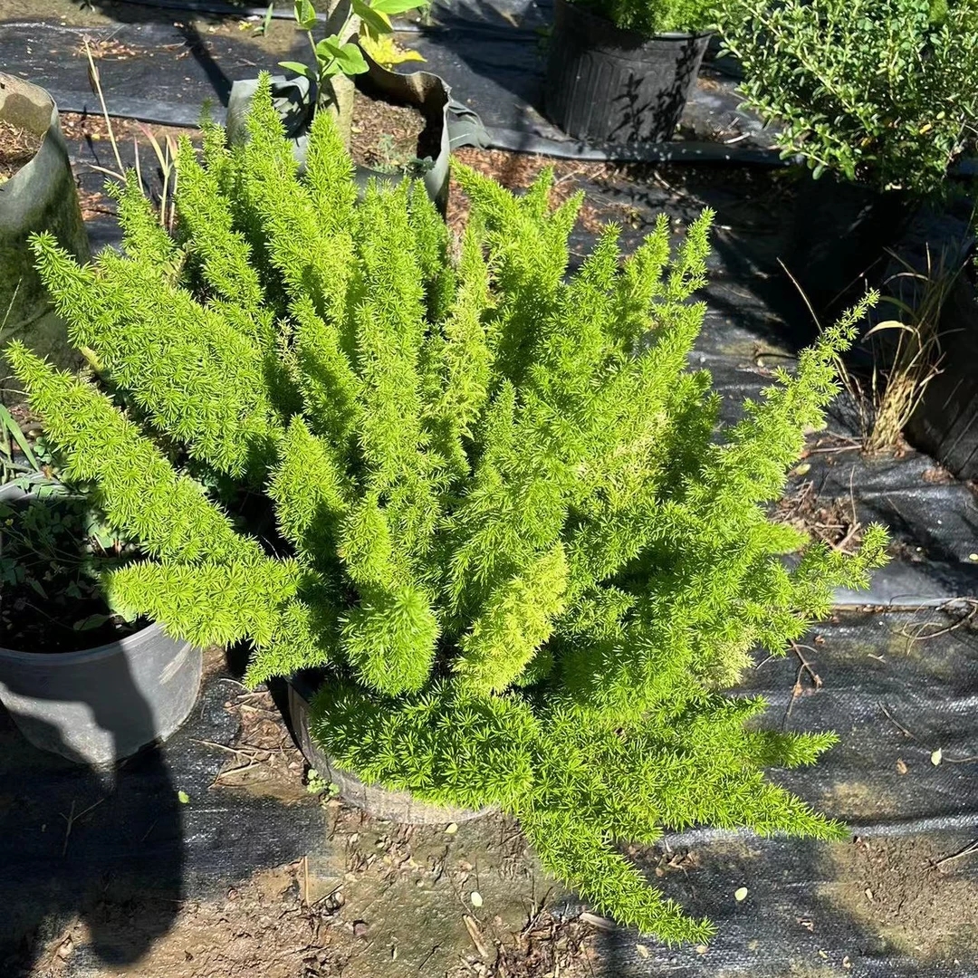 狐尾天门冬  室外养殖盆栽地栽 花镜塔配庭院设计四季常青