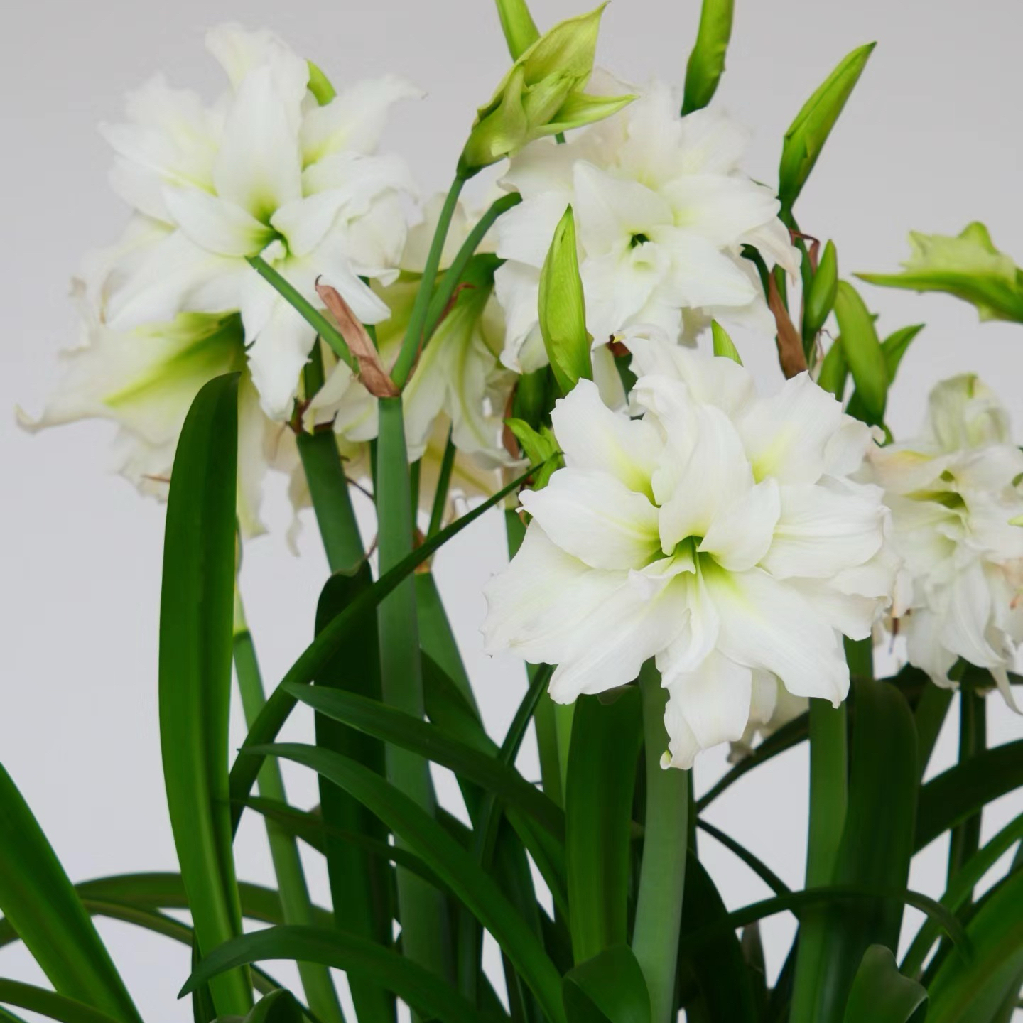 现货 进口荷兰重瓣朱顶红【冰皇后】 艺晓花卉