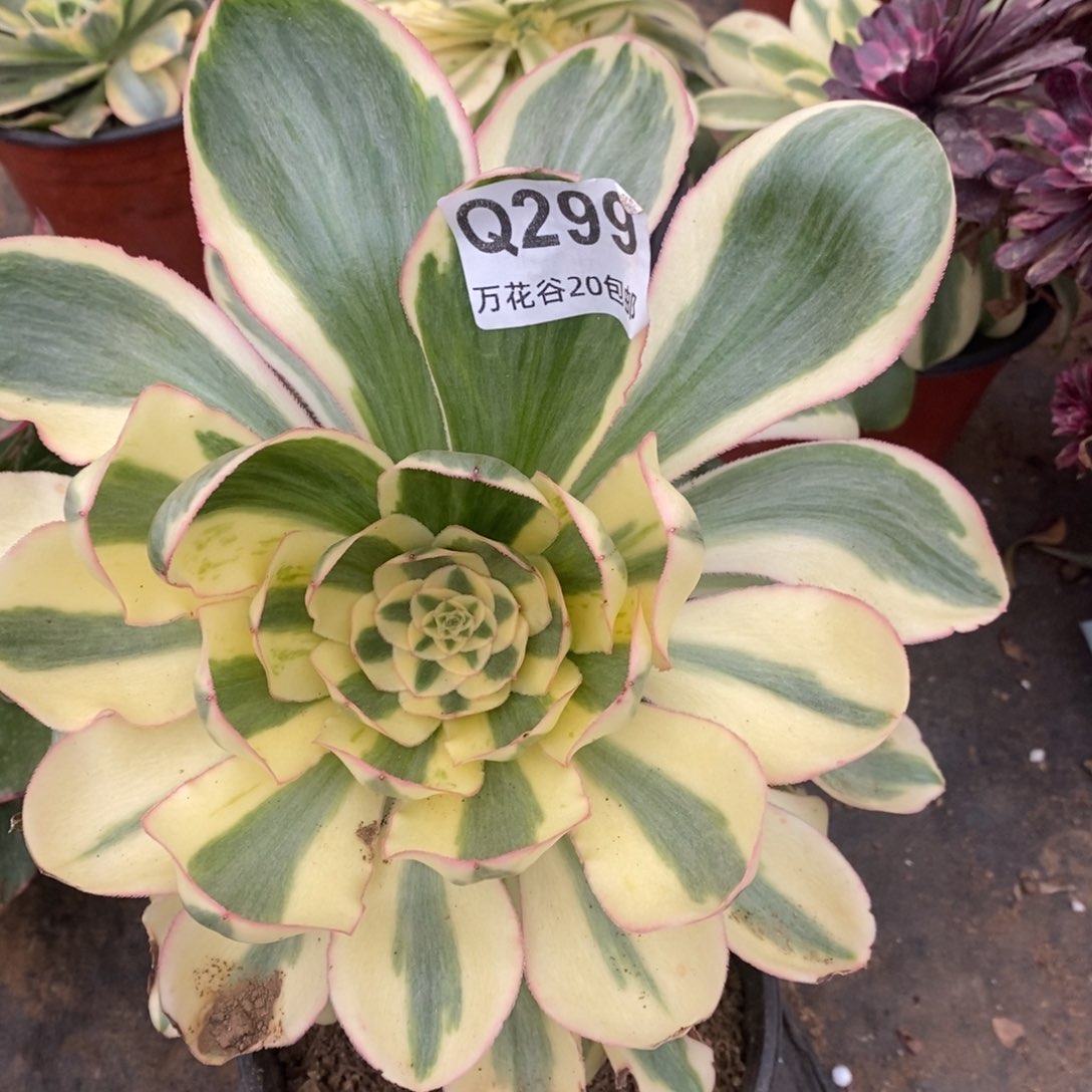 299燕姿锦多肉植物