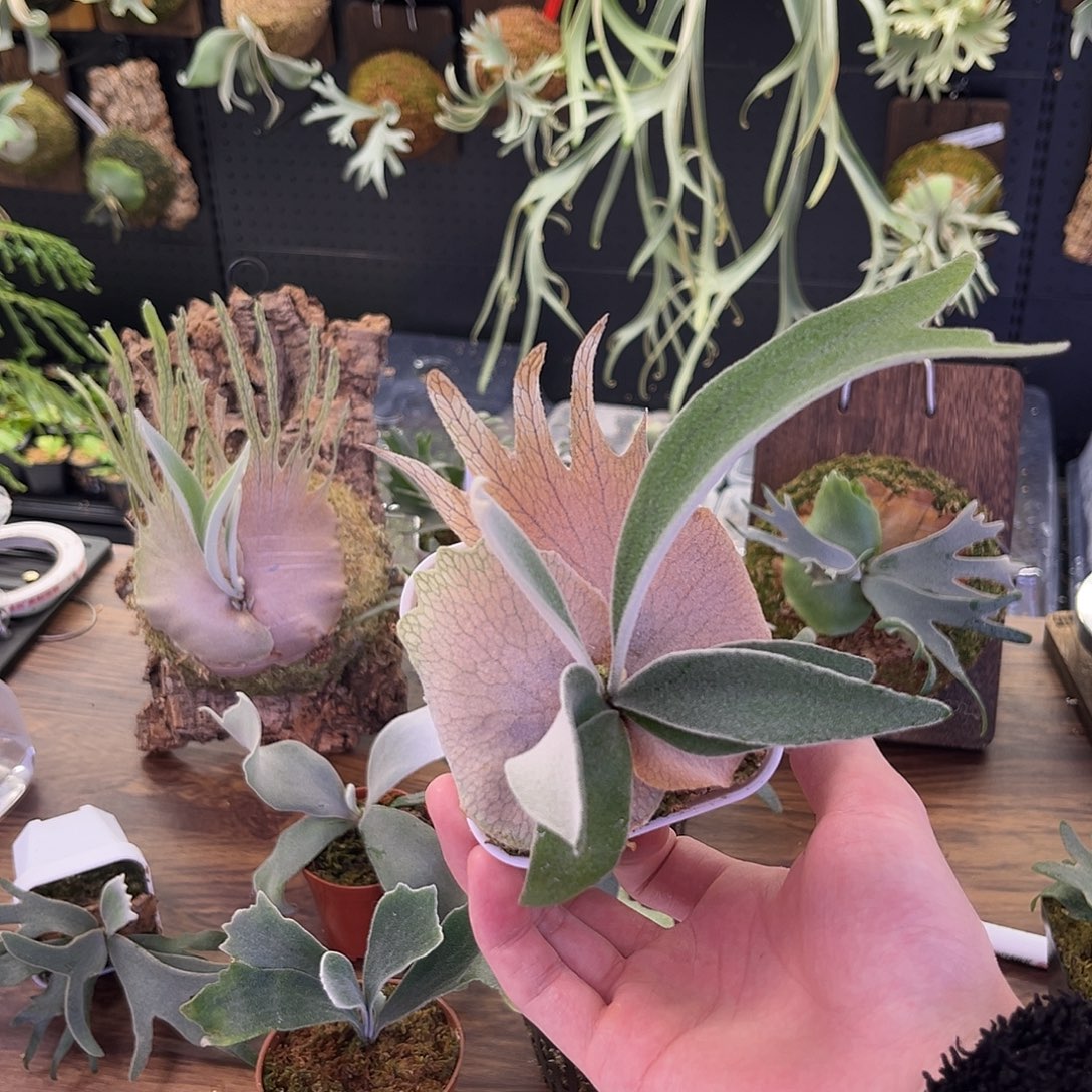 不开花植物AR鹿王鹿角蕨孢子苗