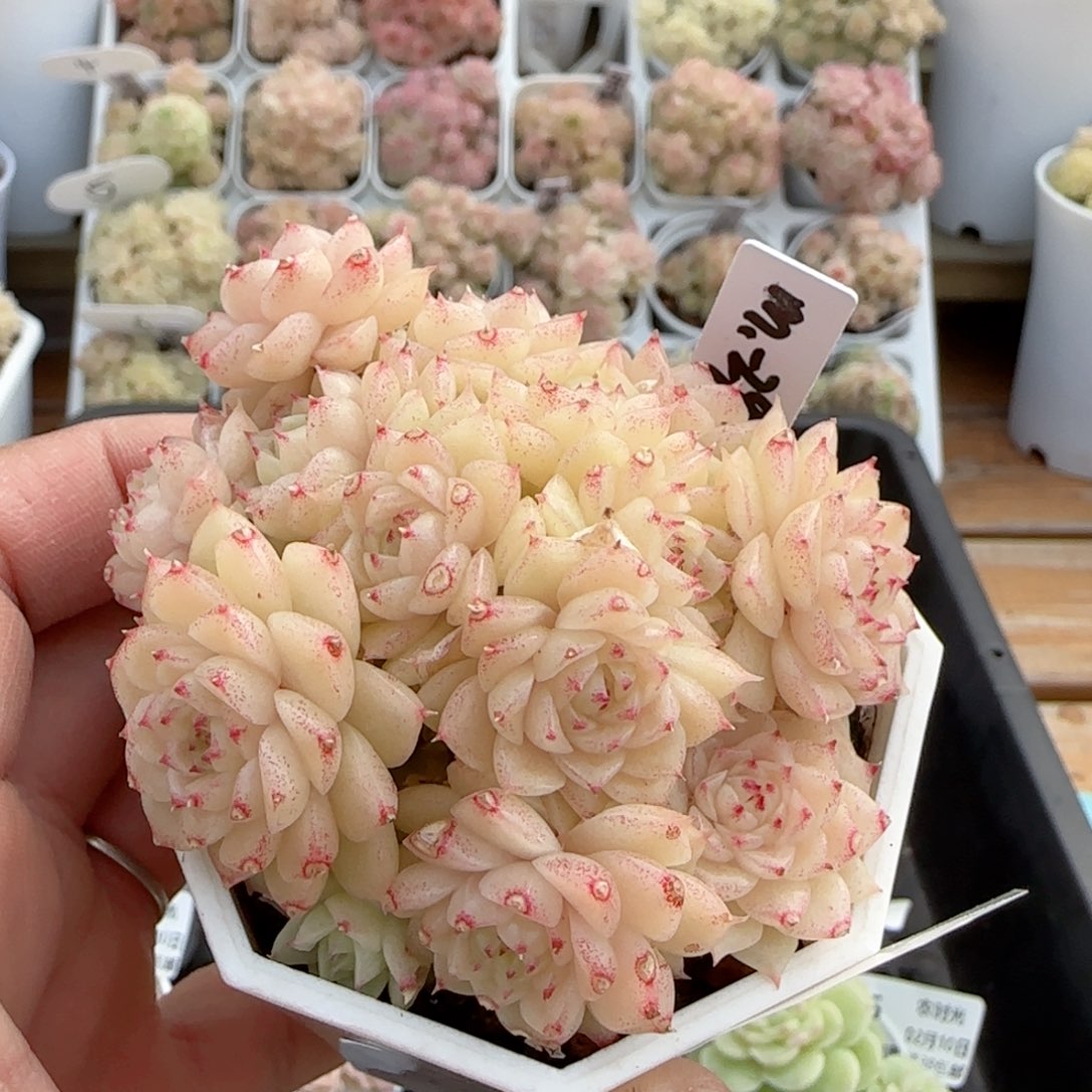 【闪购商品】0210-17（m1-294）