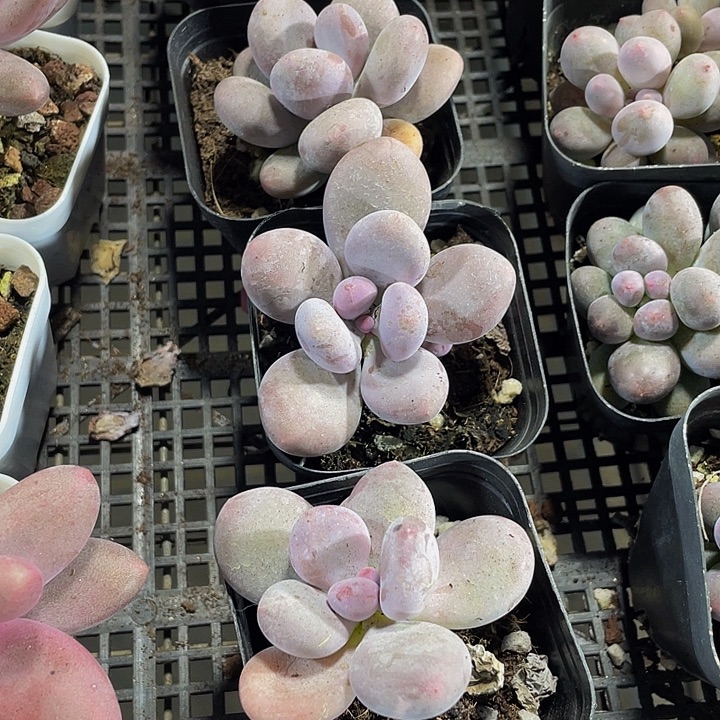 大奶酪带盆土发货