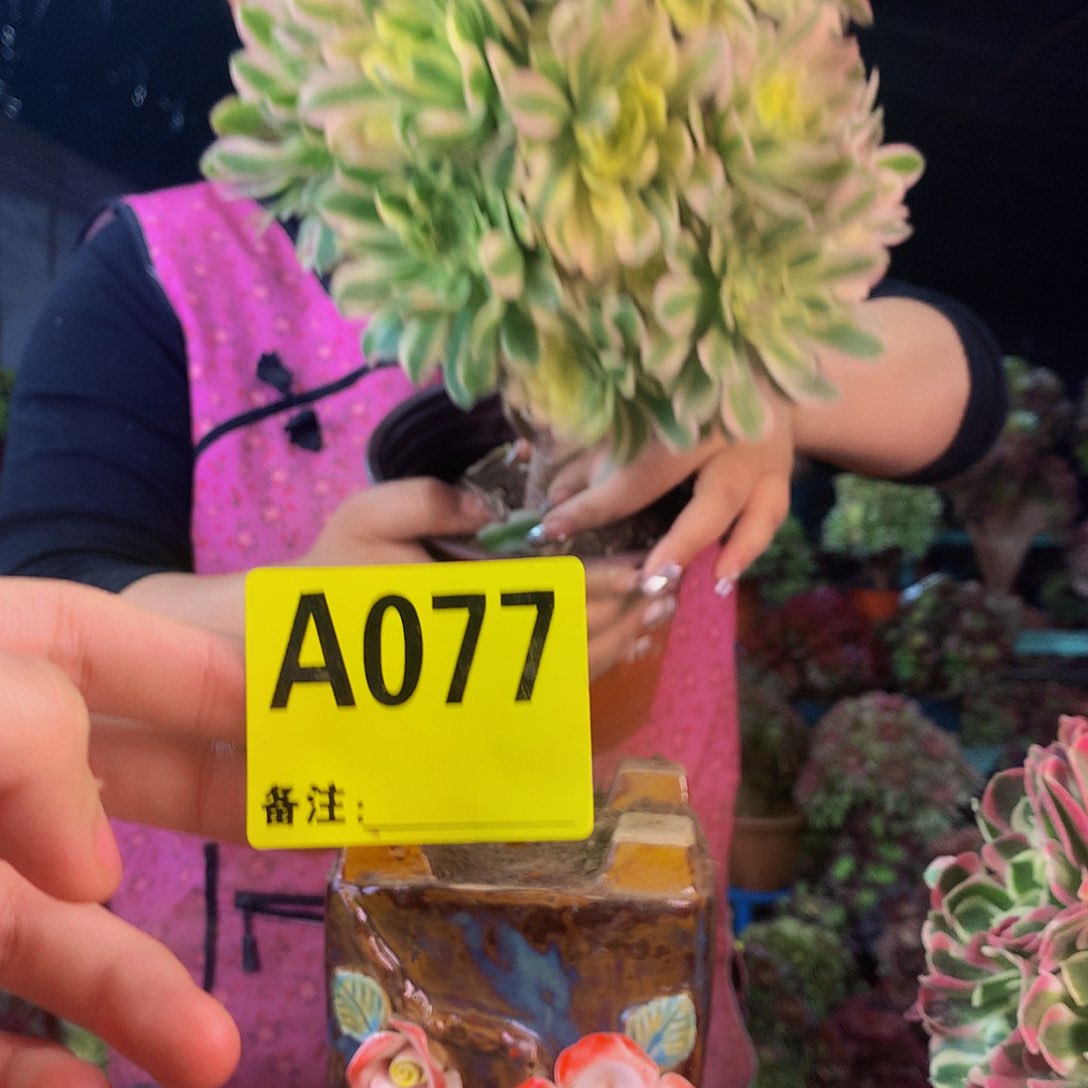 柒哥多肉法师不包侧断枝77