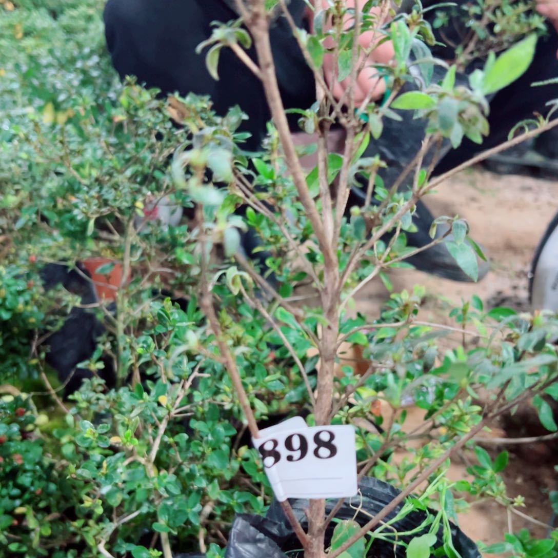 完全开放谷**蟄杜鹃花科植物有花