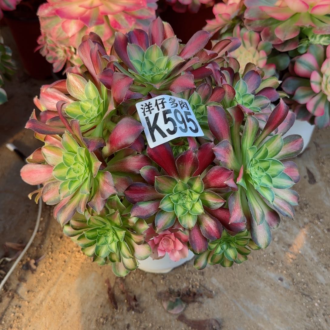 595韶华法师园艺官服25左右