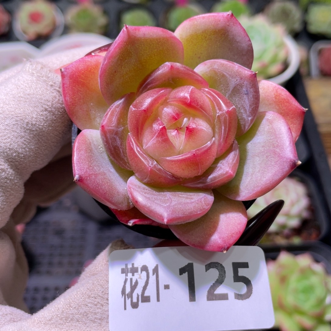 花利美21-125新品