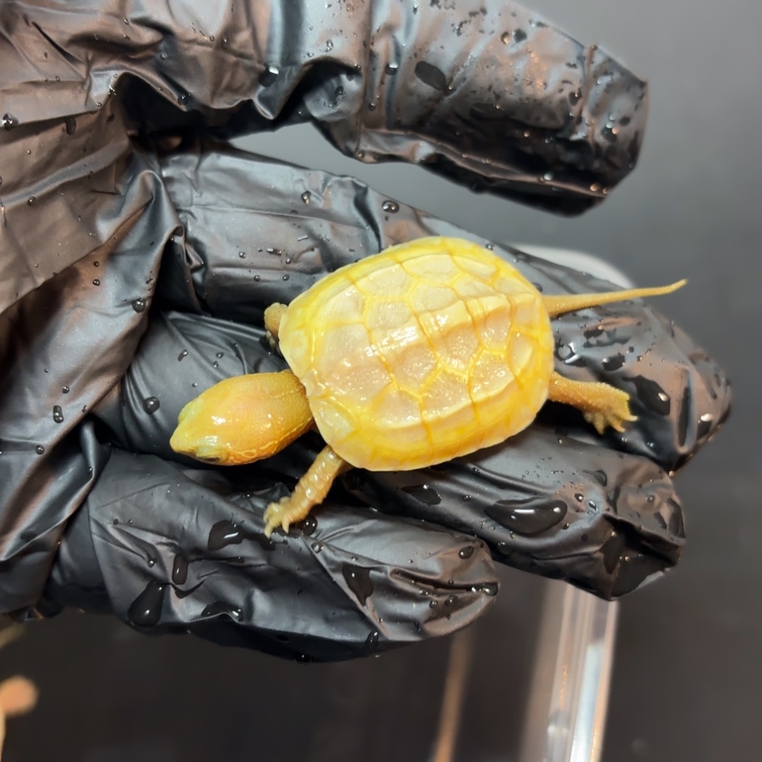 黯***༂绿毛龟母极品pa草龟