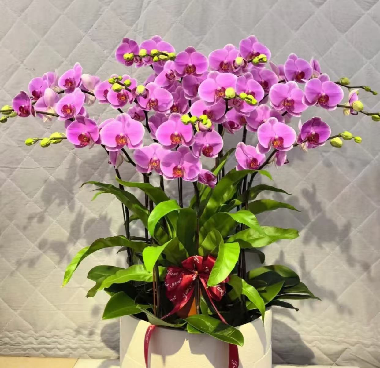 【李先生】紫蝶~蝴蝶兰丝绒质感大花型根系苗情好适合