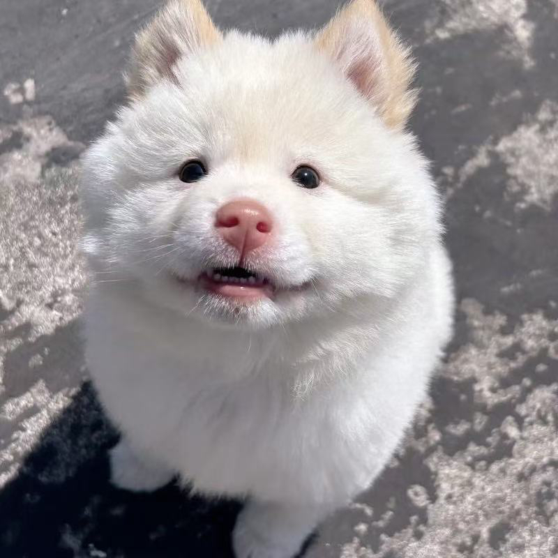 精品中华田园犬五黑五红山牛红黄狗白面四眼铁包金土松