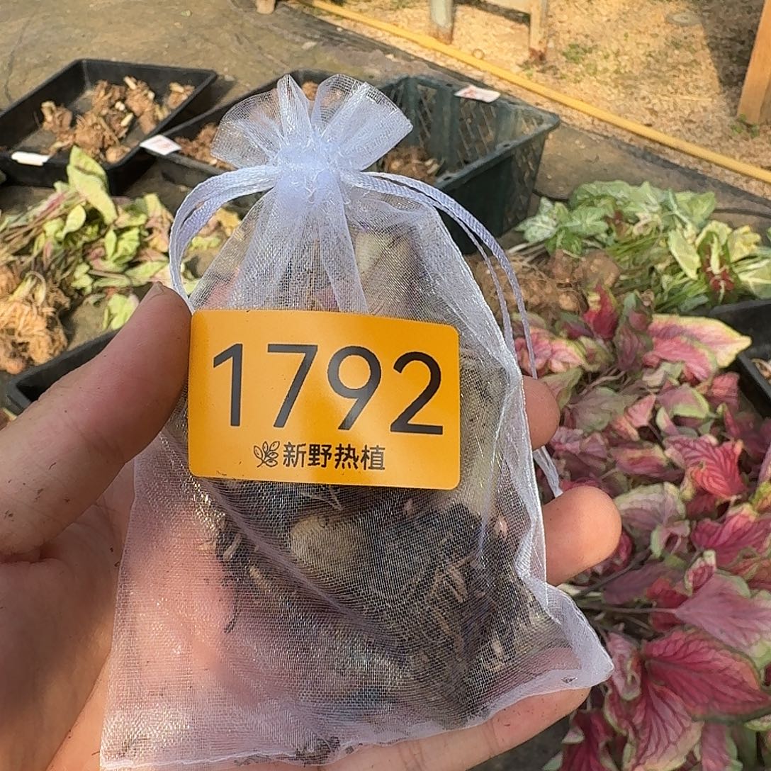 完全开放1792胭脂裸球不售后3个