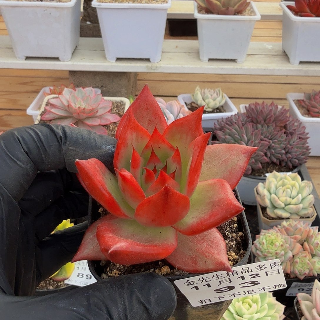 1112-93牛肉丝锦单头