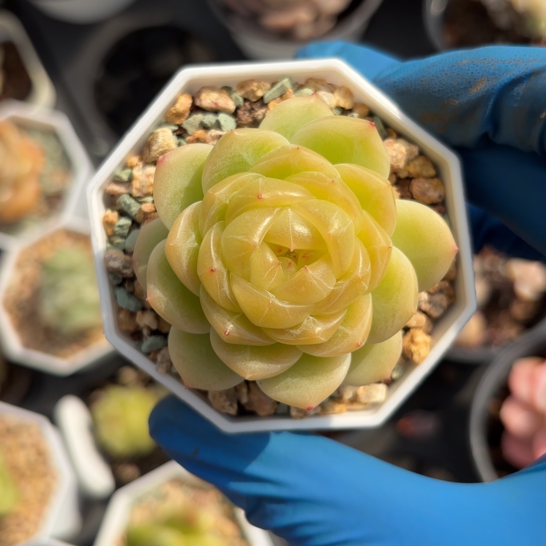 玄月珍妮一物一拍