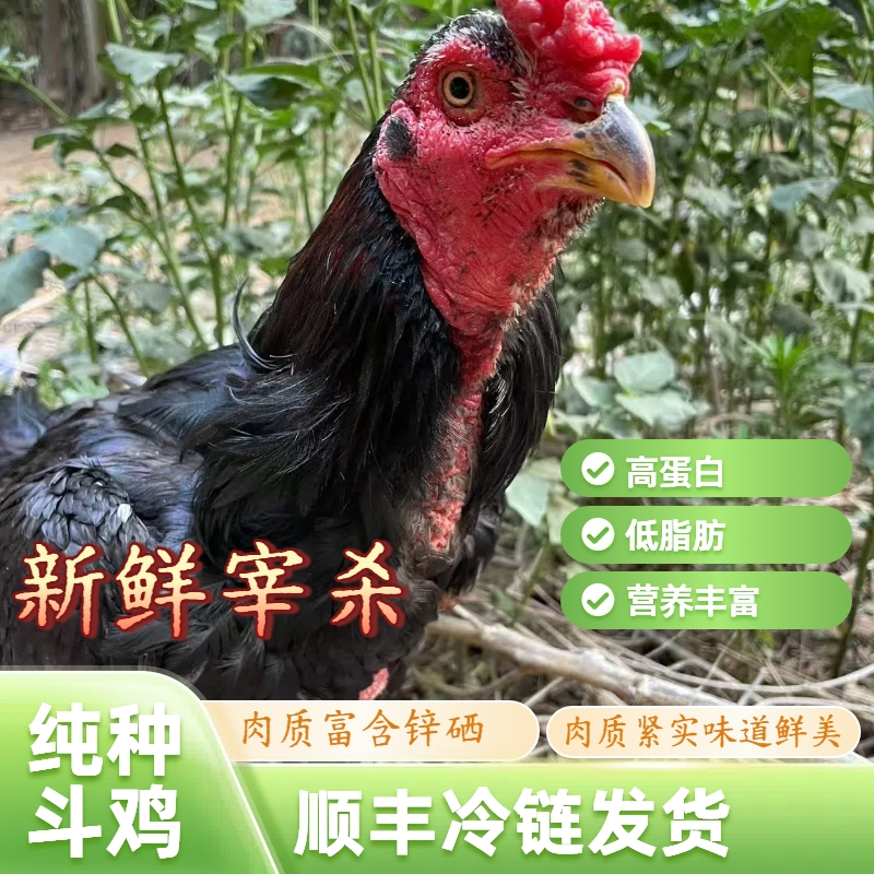 农家散养走地斗鸡皮脆肉紧实高蛋白营养丰富 包冰率10%以内