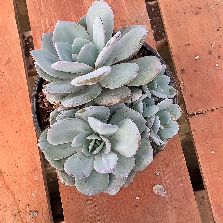 无花朵林***9多肉植物