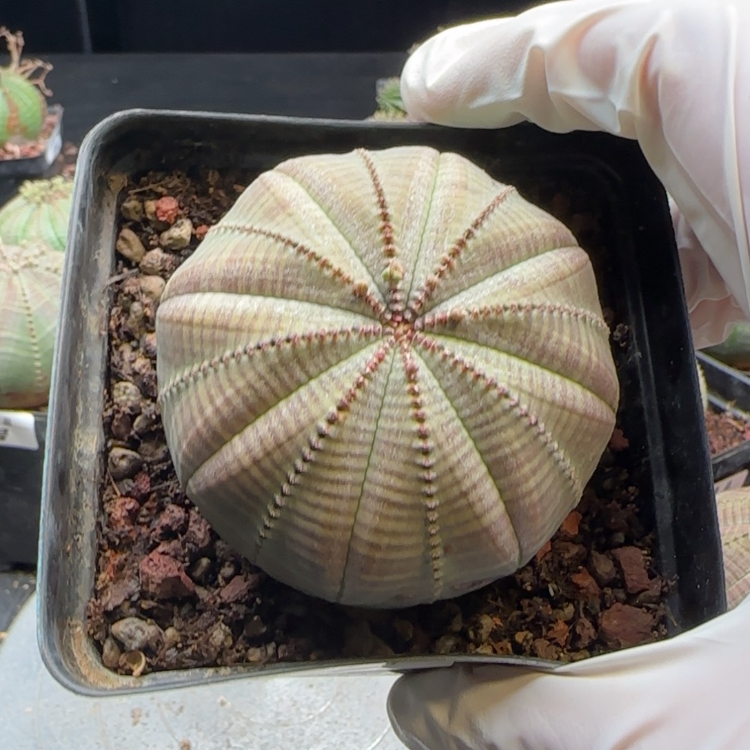 欧系布纹球，实生园艺，带盆发货，64号