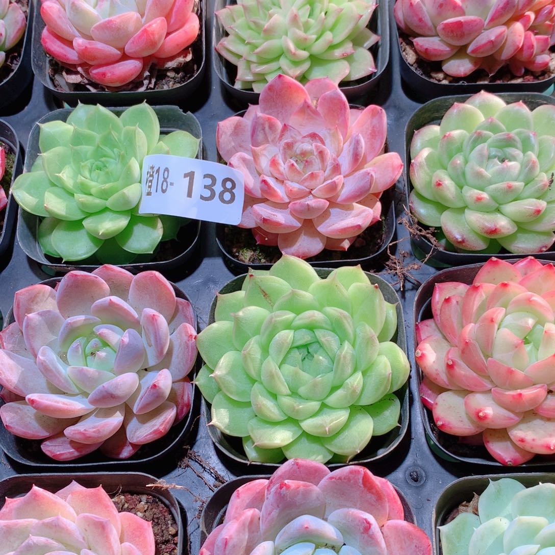 18-138一物一拍多肉带盆16颗
