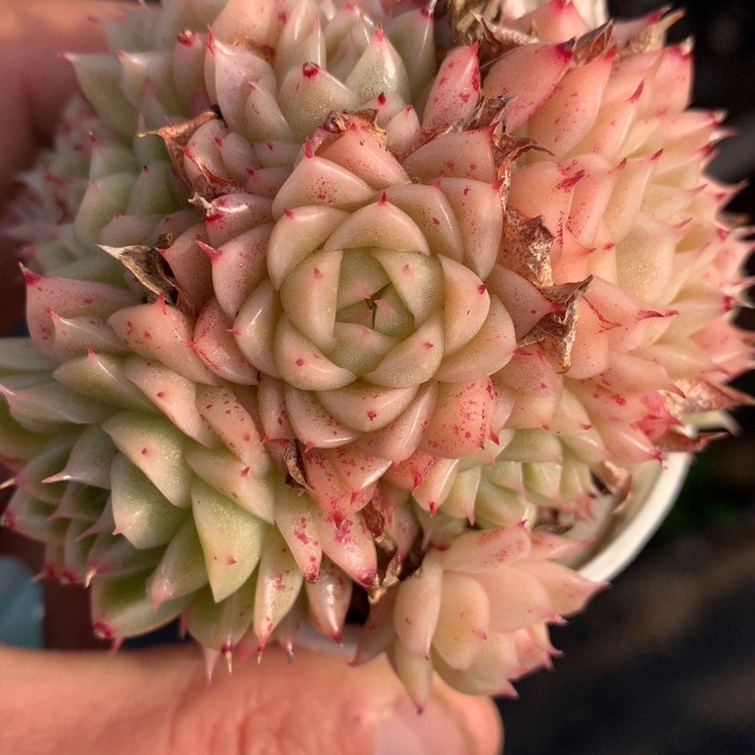 0201-38 麦杆优选