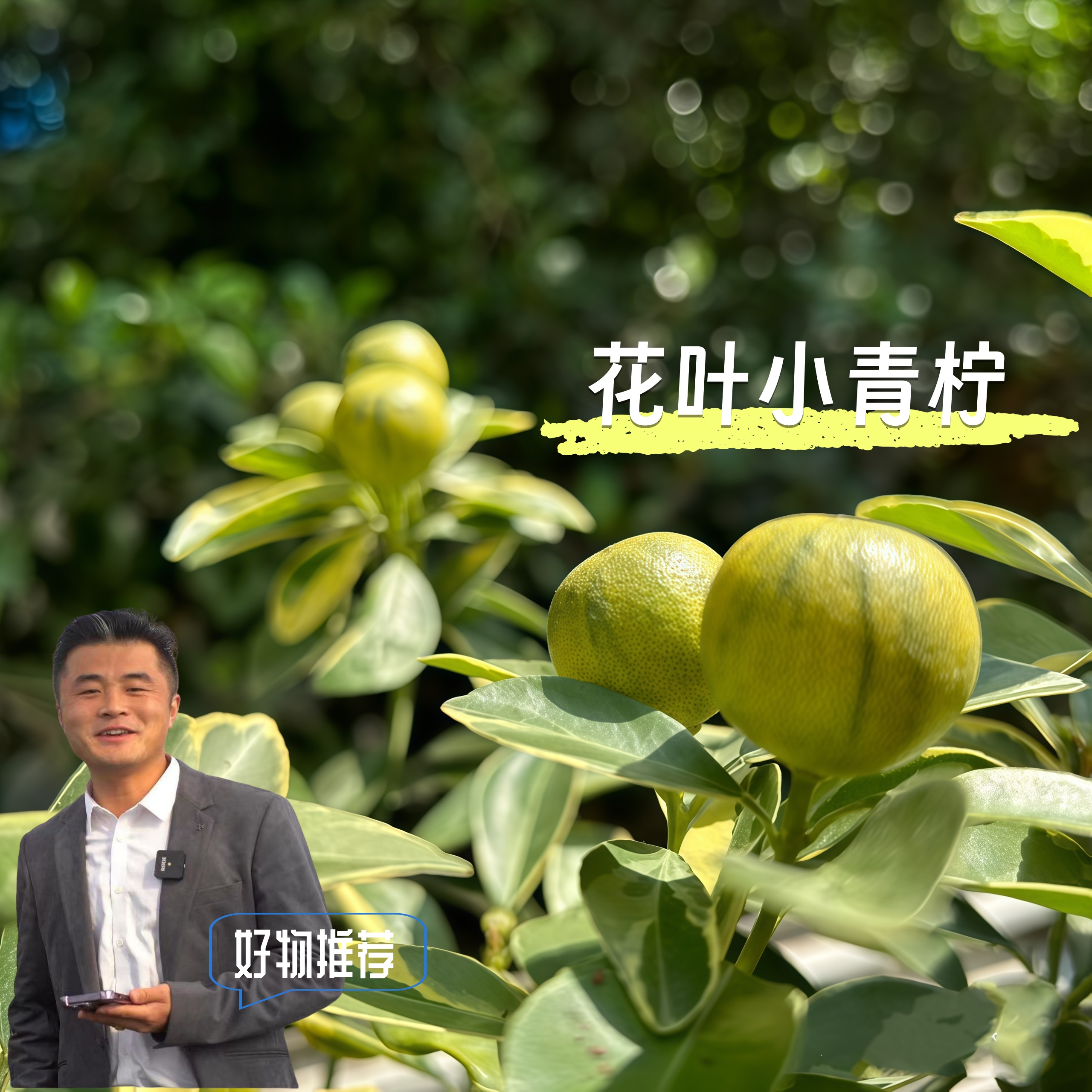 花叶小青柠盆栽阳台庭院地栽